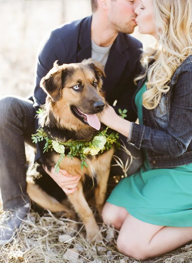 Floral dog collar wedding sales